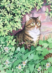 Le chat de Jackie